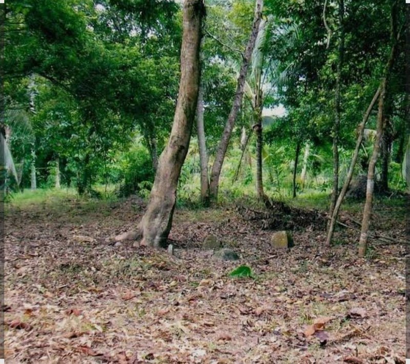 739505.jpg